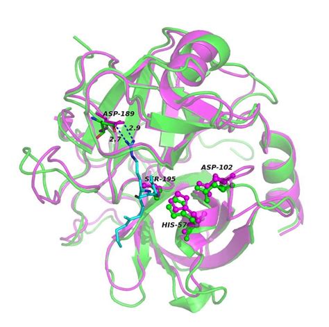 Structural and functional similarities between trypsin and plasmin in ...