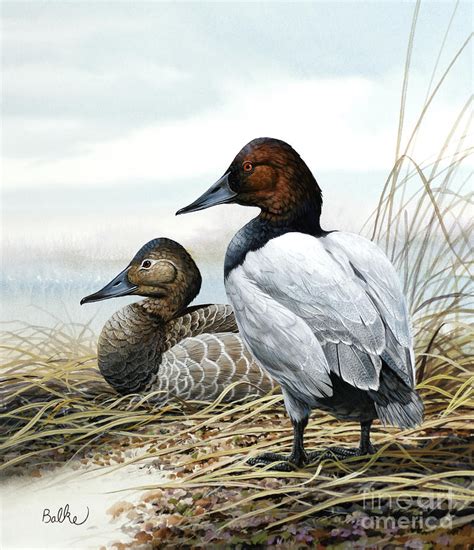 Canvasback Duck Painting by Don Balke - Fine Art America