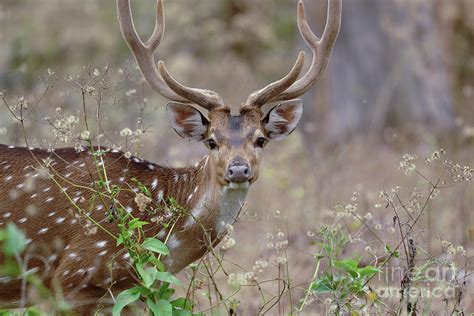 Spotted Deer Photograph by Dr P. Marazzi/science Photo Library - Fine ...