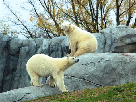 Polar Bear Care | Assiniboine Park Conservancy