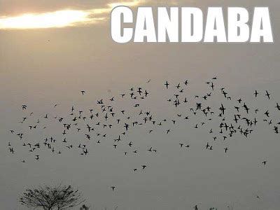 Pampanga: Birdwatching at the Candaba Bird Sanctuary | Ivan About Town