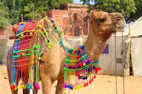 Decorated Camel During Festival In Pushkar India Stock Photography ...