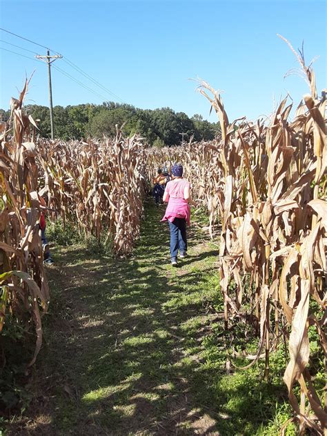 Corn Maze at Miller Farms! Our Corn Maze is now OPEN! – Miller Farms Market