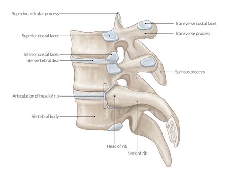 Polémico negro Ellos anatomy of the intervertebral disc Inhalar tienda Velo