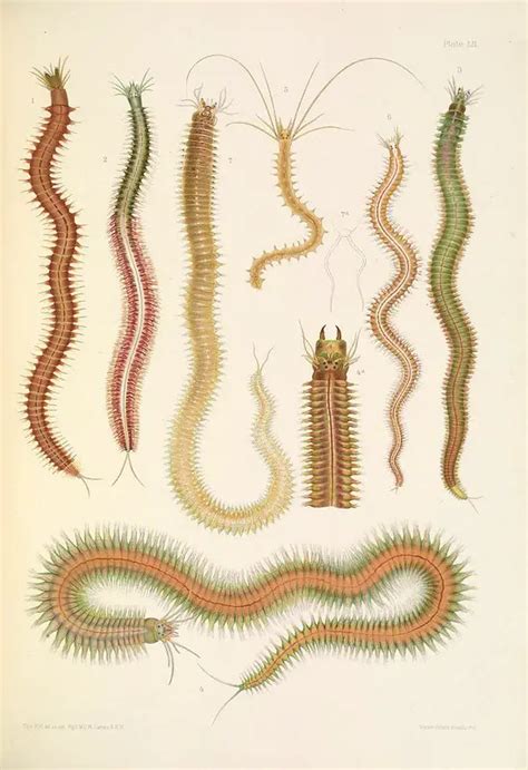 Kingdom Animalia Phylum Annelida