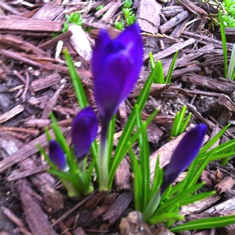 Crocus blooming in our garden today | Crocus, Garden, Love flowers