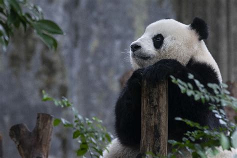 A Date with Beautiful Sichuan: Pandas described in catchphrases ...