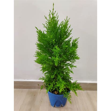 Christmas Tree Cupressus Goldcrest Lemon Cypress Home House Indoor ...