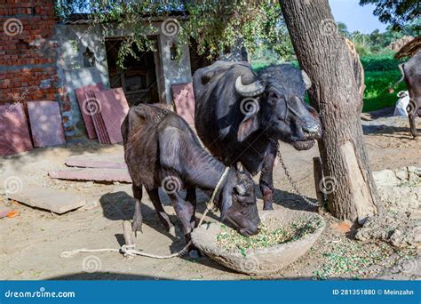 Ox at a Small Farm House in India Feeded with Plants Stock Photo ...