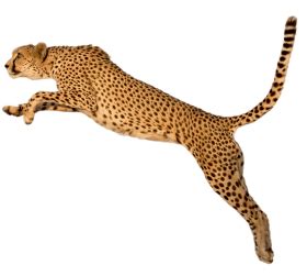 Cheetah Running Png Images Background - Image ID 65257 | TOPpng