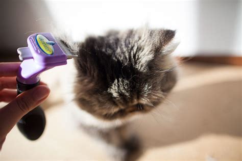 Best Brushes for Long Haired Cats: From Daily Use to De-Tangling Mats