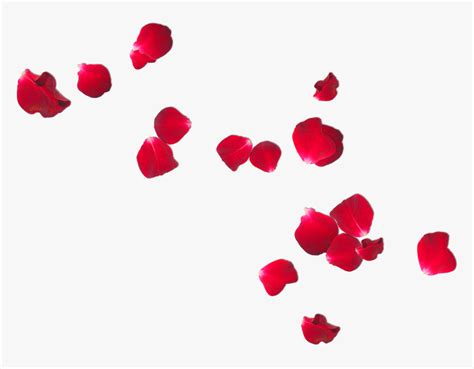 Clip Art Falling Rose For - Rose Petals Free Png, Transparent Png - kindpng