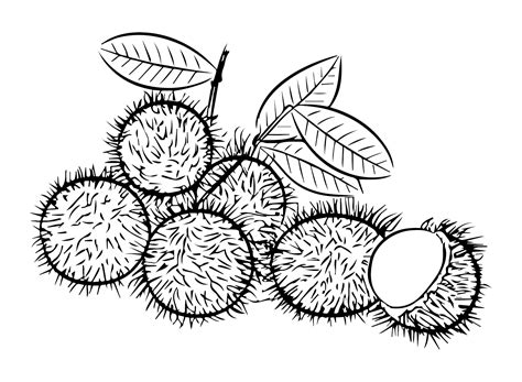 Fruit Rambutan Coloring Page - Free Printable Coloring Pages