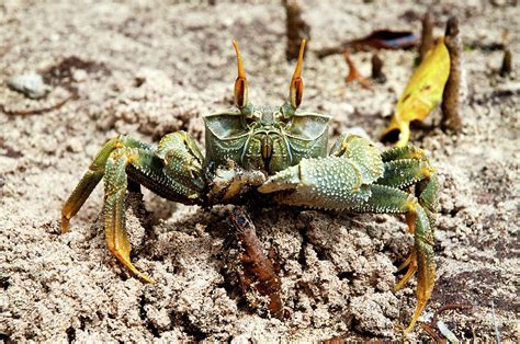 Horned ghost crab Photograph by Fabrizio Troiani