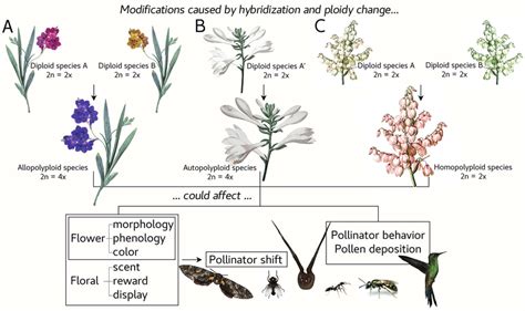 A. Allopolyploidy, B. Autopolyploidy, C. Homoploidy. Below follow the ...