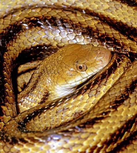 Yellow Rat Snake Photograph by Millard H. Sharp - Fine Art America