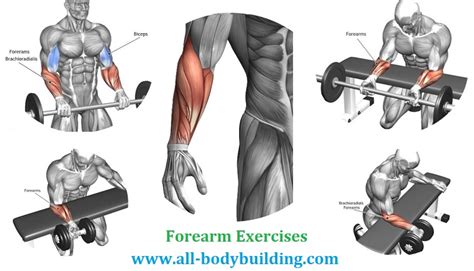 The Four Best Forearm Exercises - Bodydulding