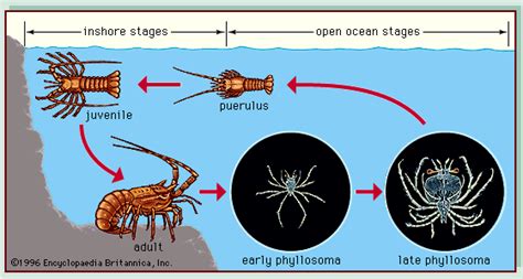 Lobster Life Cycle Diagram