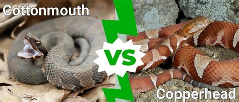 Cottonmouth and Copperhead Hybrids: Can it be Done? - IMP WORLD