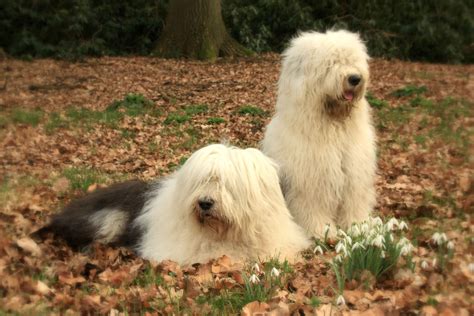 Two Old English Sheepdogs Wallpaper - My Doggy Rocks