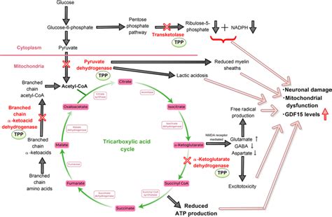 The four thiamine-dependent enzymes and the role of thiamine in various ...