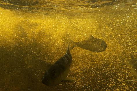 Blueback Herring | at Leonard's Mills | Brandon Keim | Flickr