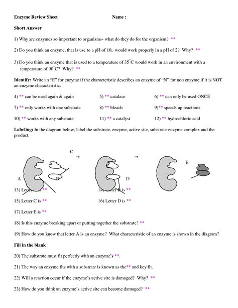 Enzymes Worksheet Ch. 6 Section 2 - Printable Word Searches