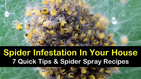 7 Quick Ways to Get Rid of a Spider Infestation at Home