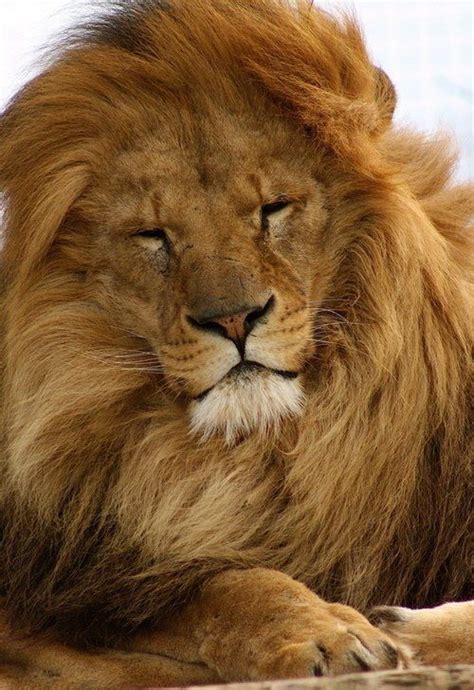 Majestic Male Lion | King | Pinterest