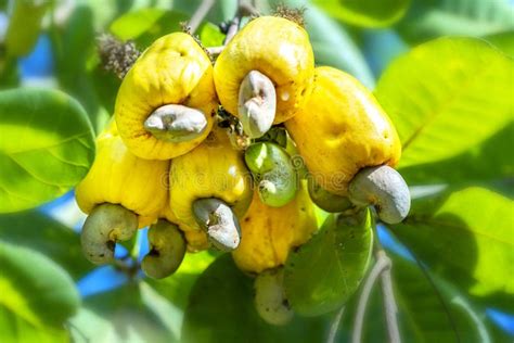 Cashew Nut Fruit or Anacardium Occidentale on Tree Stock Image - Image ...