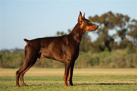 The Doberman Pinscher: | Dog Breed Guide (2020) | Pups4Sale breeders ...