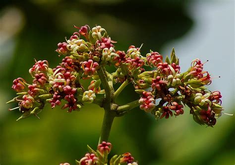 Anacardium occidentale (Anacardiaceae) image 115516 at PhytoImages.siu.edu