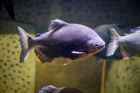 Pacu Fish: Types, habitats, characteristics and more...