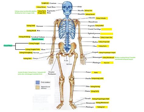 Biologi itu Kita: Sistem Gerak Manusia