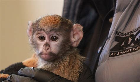 Patas Monkey Baby First to be Hand Reared "In Troubled Times"