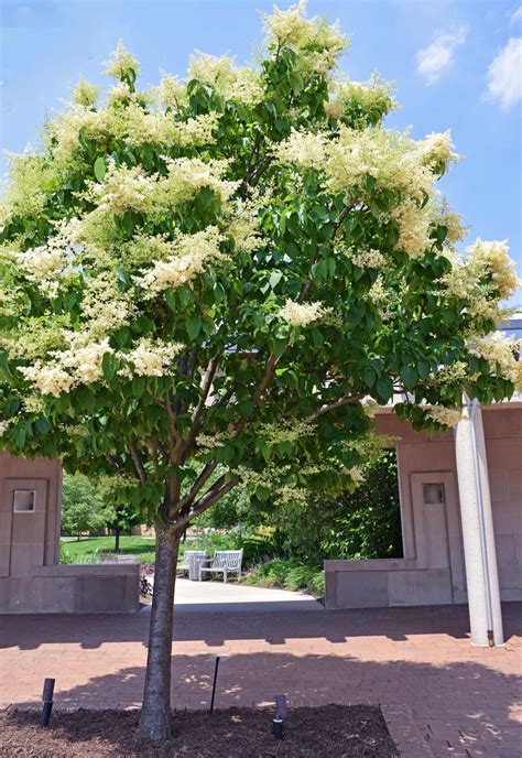 Ivory Silk Japanese Lilac Tree (2)edit | Blooms Garden Center & Gift Shop