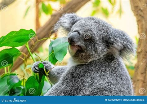 Koala Eating Eucalyptus Leaves, Vienna Zoo, SchÃ¶nbrunn Stock Photo ...