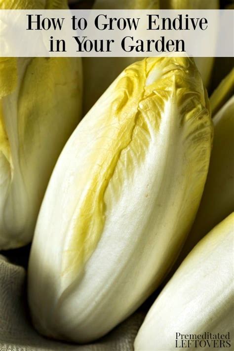 This complete guide on how to grow endive will teach you how to start ...