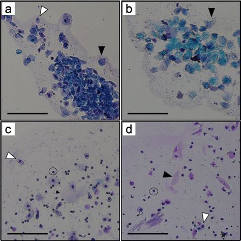 Vaginal Cytology Representing Each Stage Of Estrous Three Cell Types ...