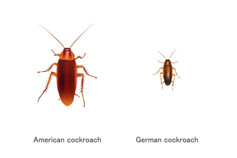 American Cockroaches vs. German Cockroaches- Prime Pest Solutions