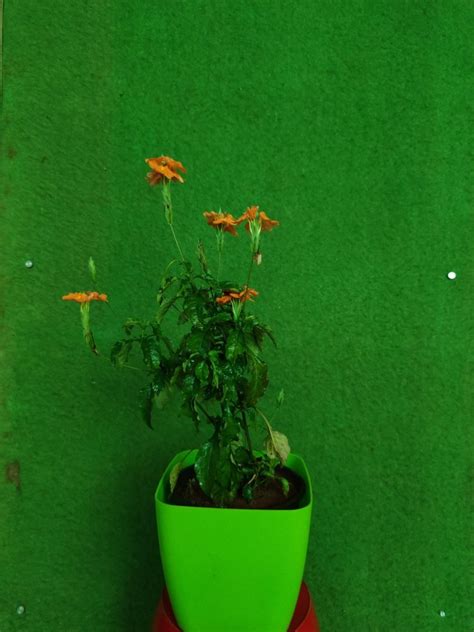 Full Sun Exposure Orange(Flower) Aboli Flower Plant, For Decoration ...