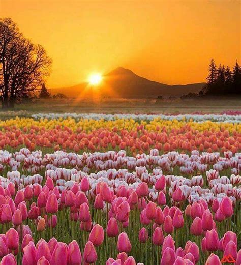 Hermoso campo de Tulipanes 🌷🌷🌷 | Tulips garden, Scenery, Tulips