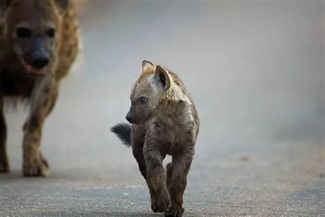 Spotted-hyena-cubs » Kenya Safaris| Tanzania Safaris| 2020/21