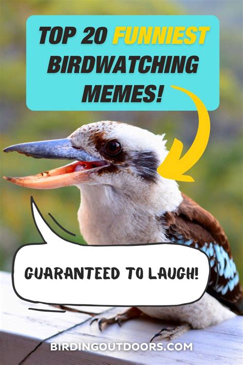 20 Funniest Bird Watching Memes (Guaranteed to laugh!) | Funny birds ...