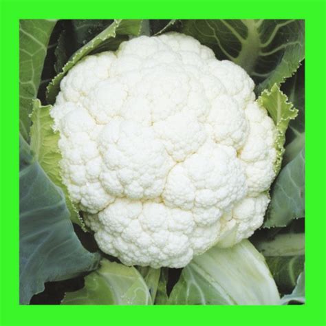 CAULIFLOWER-SNOWBALL Heritage organic open pollinated seeds