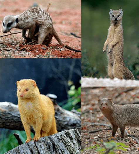 Mongoose - Alchetron, The Free Social Encyclopedia