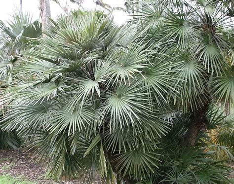 Chamaerops humilis 'Cerifera' - Riverside Garden Centre