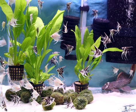 Using Live Plants in Your Home Aquarium