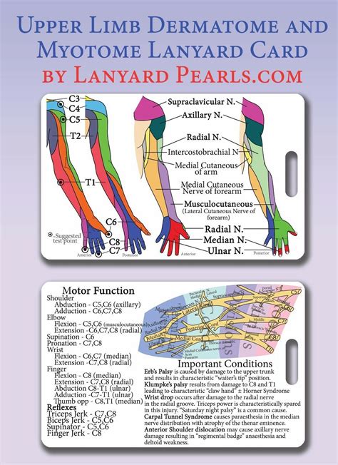 Upper Limb Dermatome Myotome Lanyard Reference Card Brachial Plexus ...