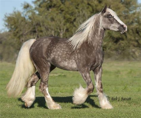 13 beautiful and unusual horse breeds | SF Globe